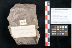 Foto (Objekt + Etikett) von Elaeodendron styriacum Ettingshausen (NHMW-GEO-2024-0188-8026)